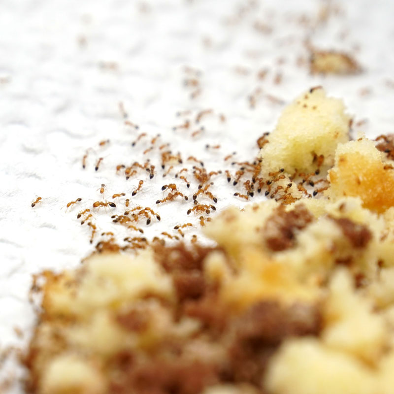 Bug King Are Auckland’s Expert Ant Exterminators