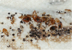 get rid of bed-bugs