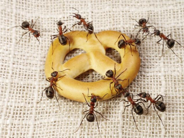 Ants with wings Bug King