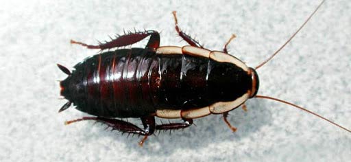 Cockroach control Auckland