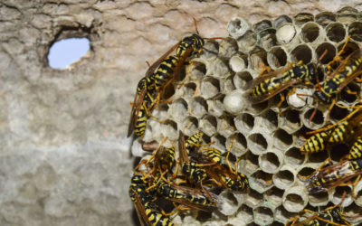 Can I get rid of a wasp nest myself?
