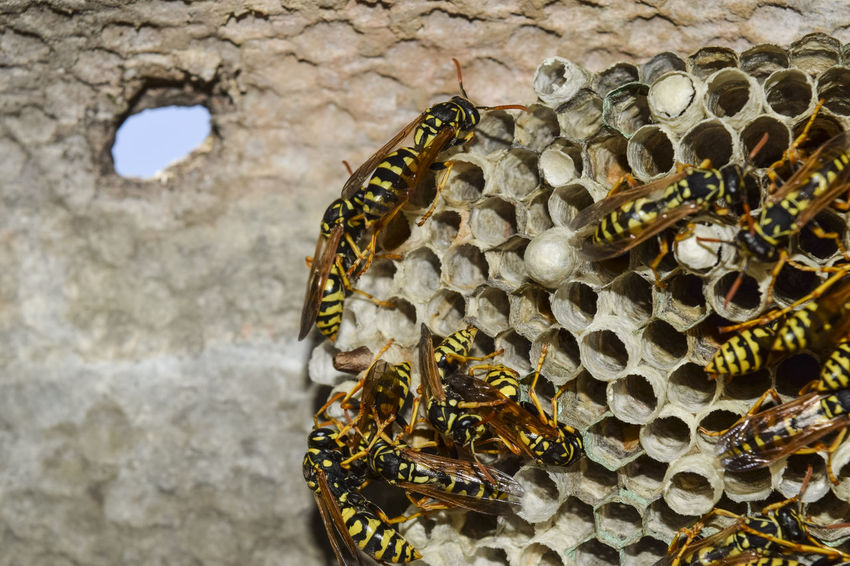 Can I get rid of a wasp nest myself?