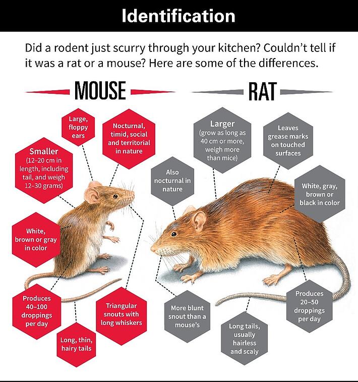The difference between rats and mice