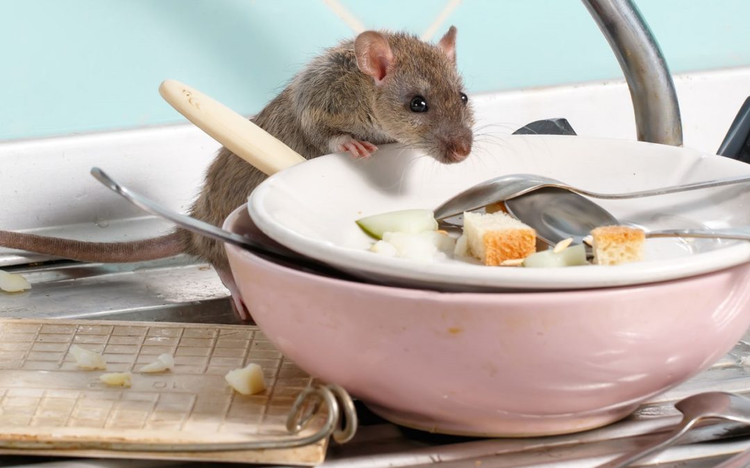Talking about the Auckland rat problem