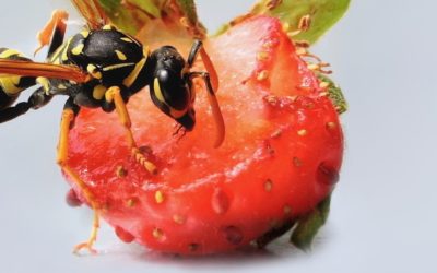 Need a wasp exterminator?