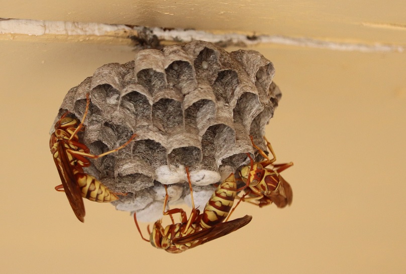 getting rid of paper wasps nz