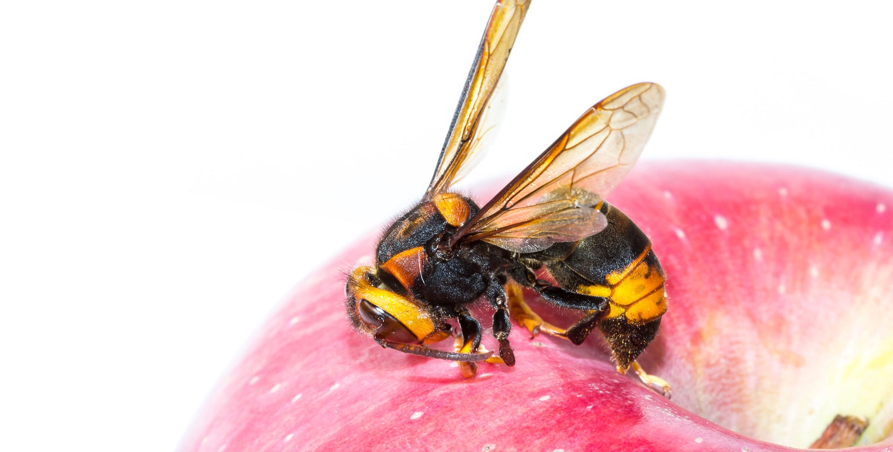 wasp control nz