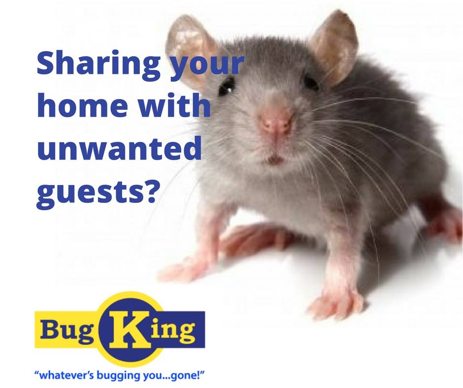 Pest Control For Rats Across Auckland Warranties On All Treatments