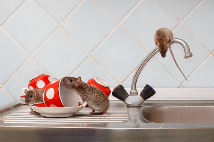 mice rat control