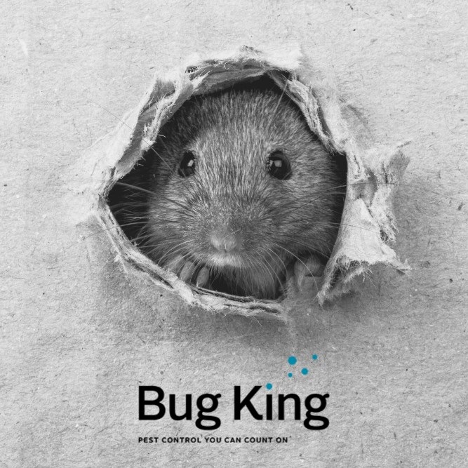 Who Is Responsible For Rodent Control In A Rental Property? It Depends