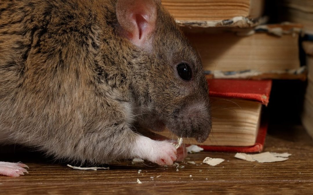 Why do rats chew on water pipes?