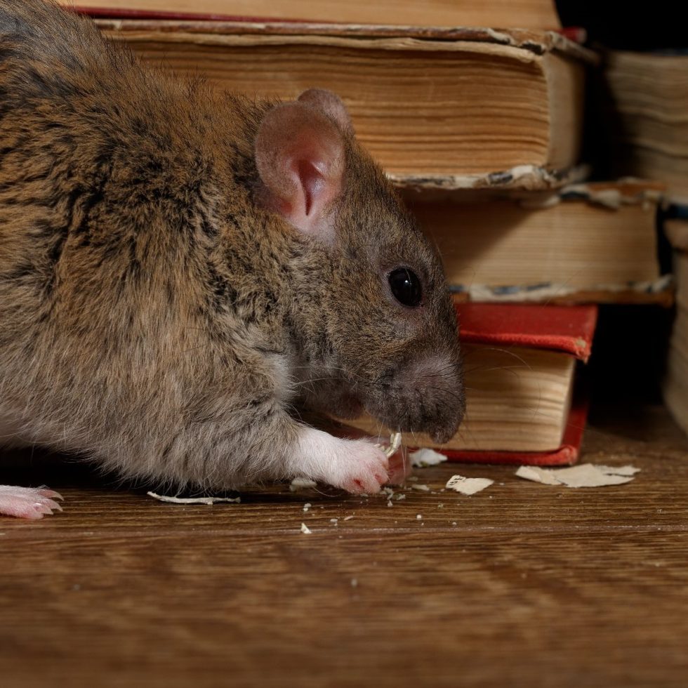 Why Do Rats Chew On Water Pipes? Are They Looking For Water? No...