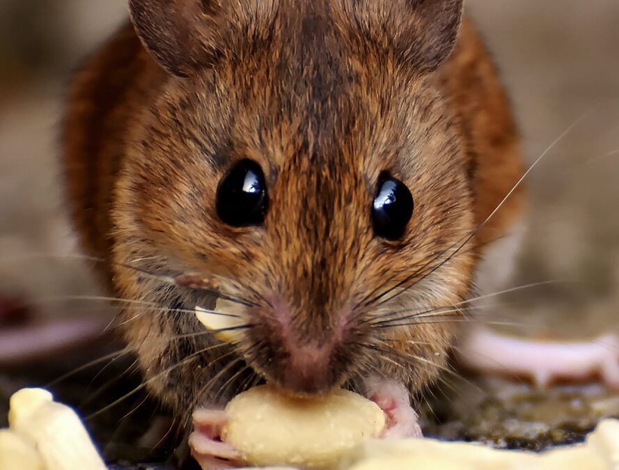 How to Get Rid of Mice, According to Experts