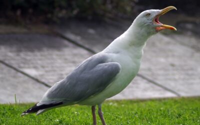 Need avian-proof bird proofing at your place?