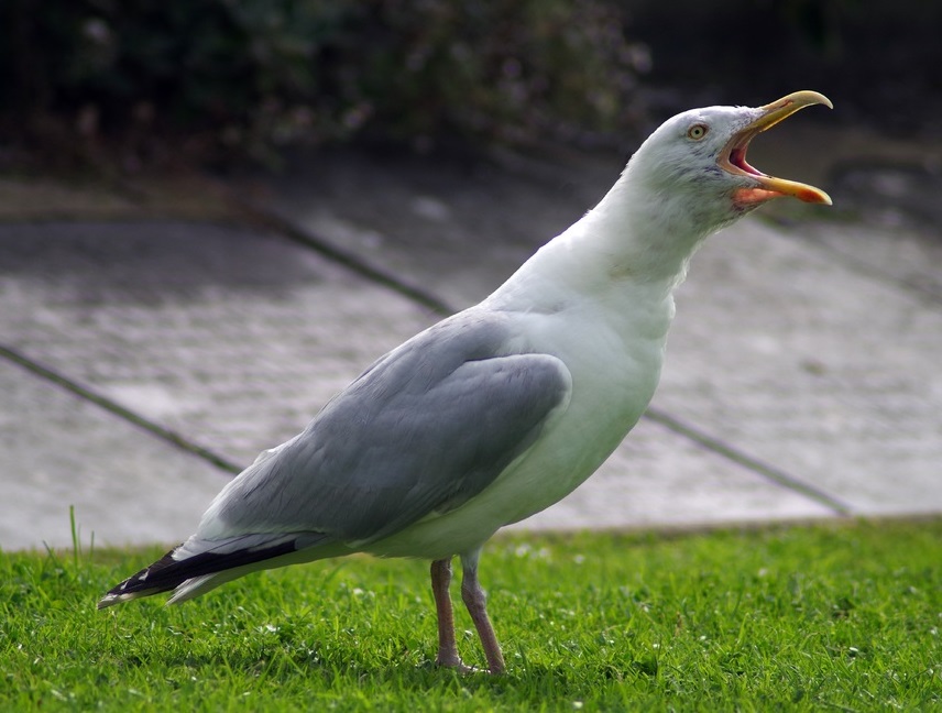 Need avian-proof bird proofing at your place?