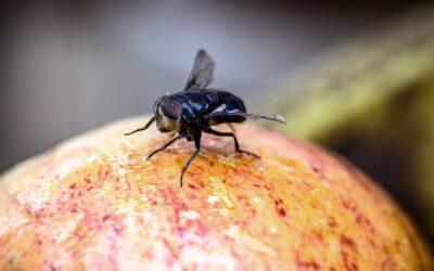 Want to know the best way to get rid of flies in Auckland?