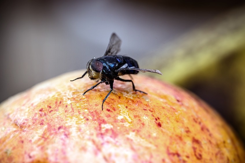 Want to know the best way to get rid of flies in Auckland?