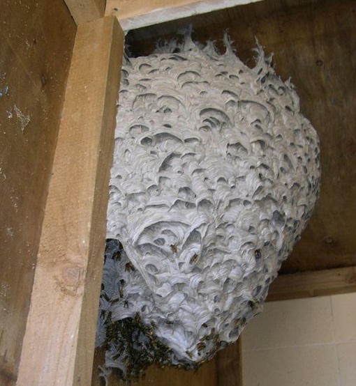 wasp nest in Auckland