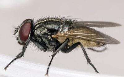 Tips on how to keep flies out of the house from the pest experts