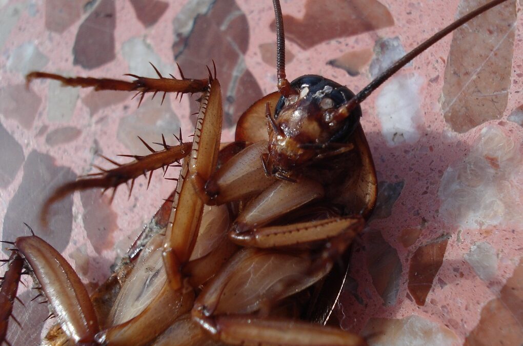 Got a cockroach infestation? Don’t panic!