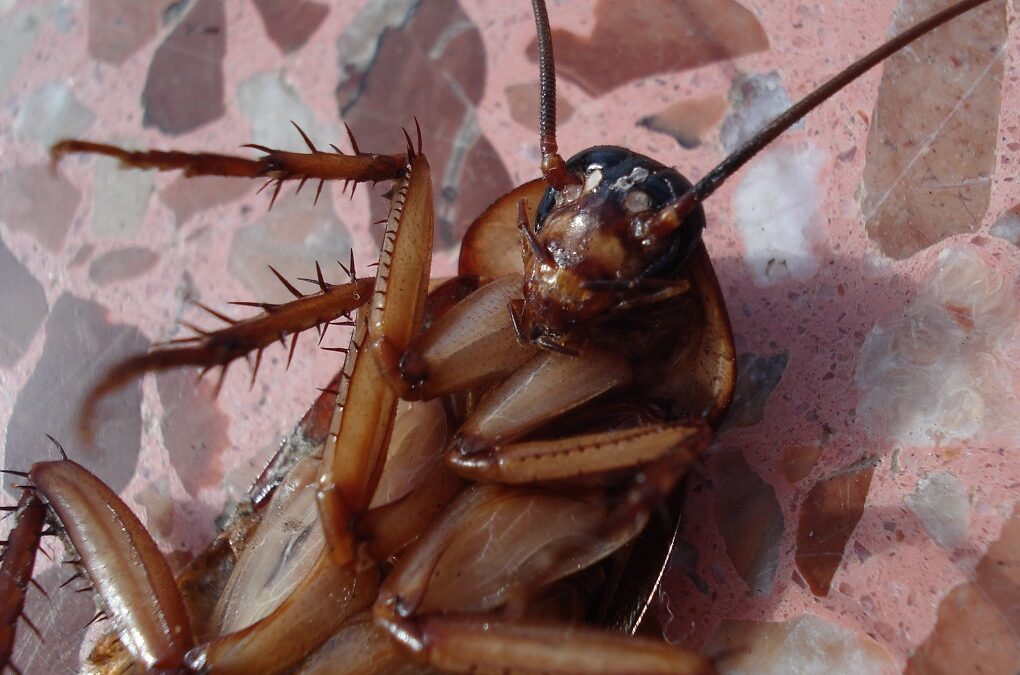 Cockroach infestation discount