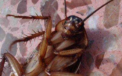 Got a cockroach infestation? Don’t panic!